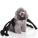 Halloween Spider Costume for Dog 2